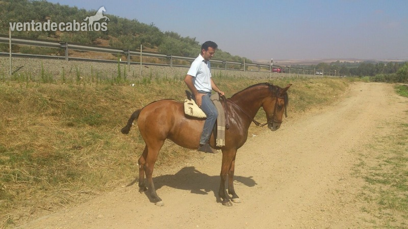 Se vende yegua in 