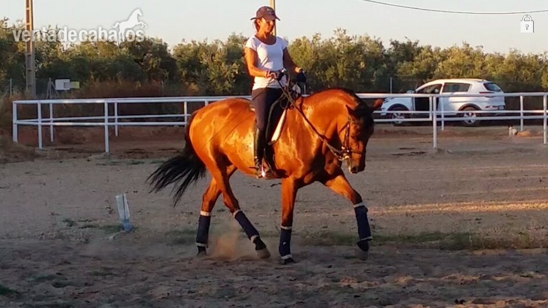Caballo Hispano Árabe Anglo Hispano - Se vende yegua