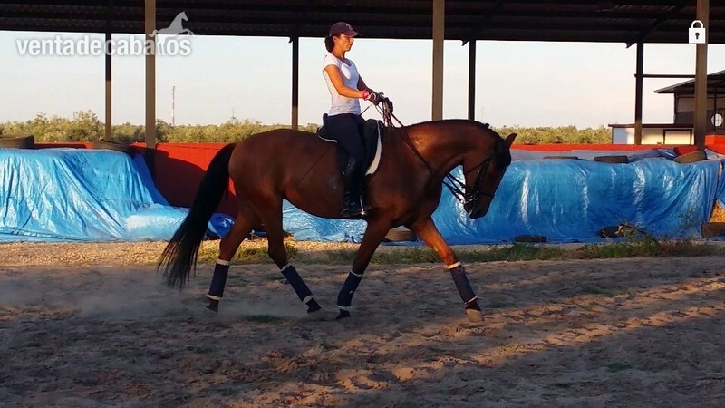 Se vende yegua - Caballo Hispano Árabe Anglo Hispano