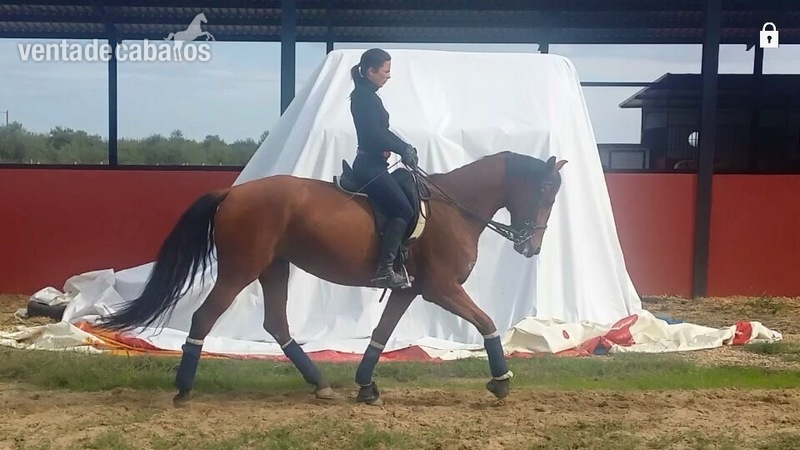 Se vende yegua - Caballo Hispano Árabe