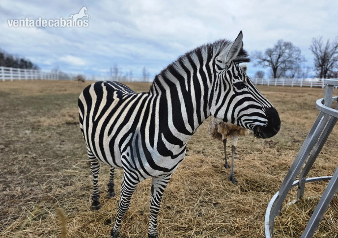 Semental cebra de 5 años.  (zebra) in 