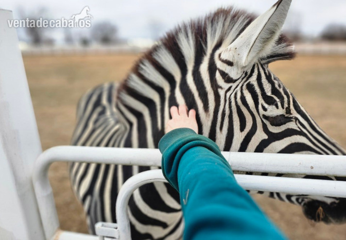 Semental cebra de 5 años.  (zebra)
