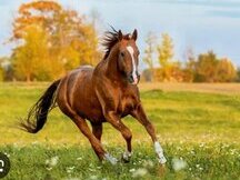 Busco caballo grande maximo 2.000€ zona Madrid