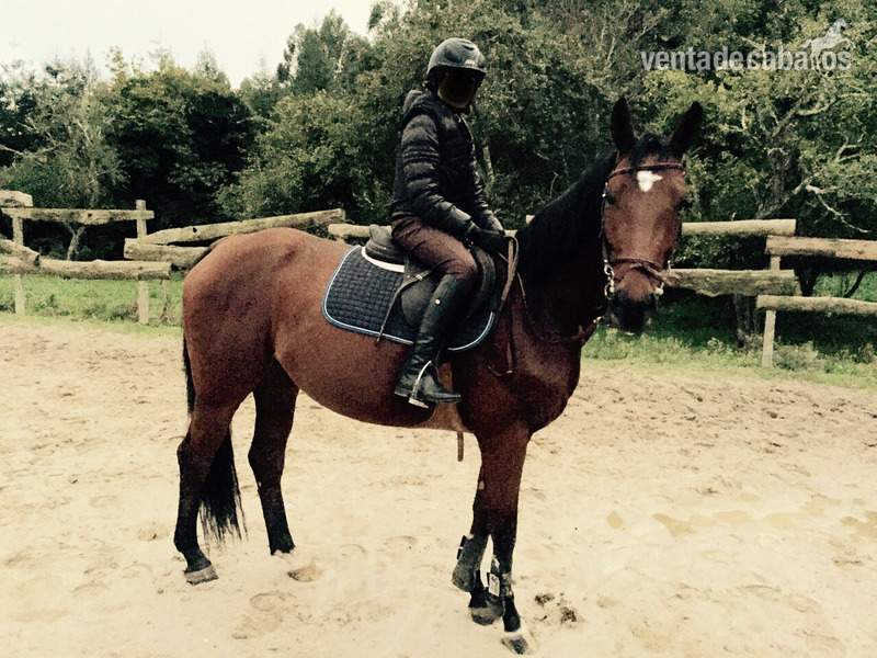 Caballo de Deporte Español (CDE)