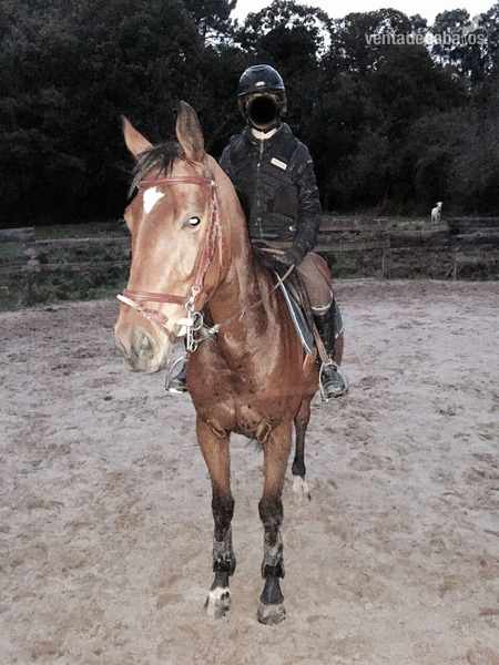 Caballo de Deporte Español (CDE) {TYPE}