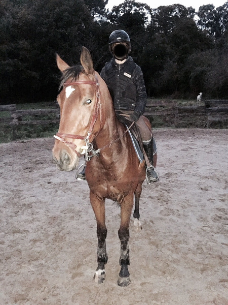 Caballo de Deporte Español (CDE) {TYPE}