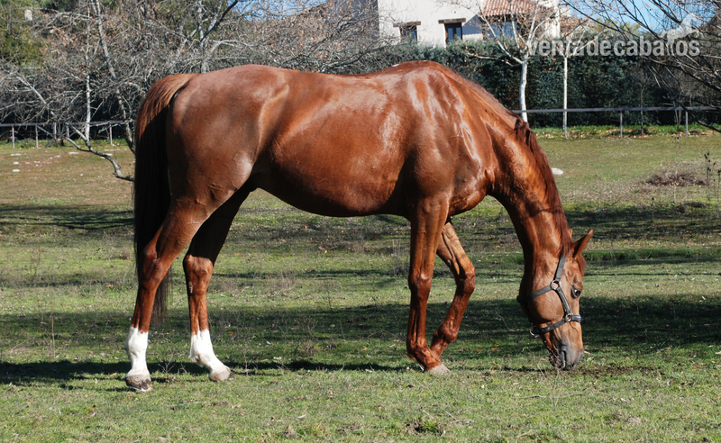 OBLA DI (SPA), excelente caballo PSI, 6 años, EN VENTA in 