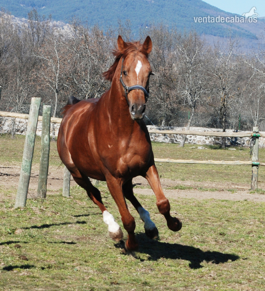 OBLA DI (SPA), excelente caballo PSI, 6 años, EN VENTA - Pura Sangre Inglés