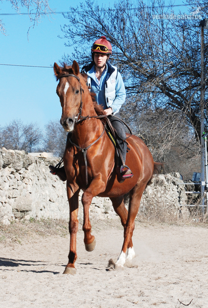 OBLA DI (SPA), excelente caballo PSI, 6 años, EN VENTA - Caballos Enteros