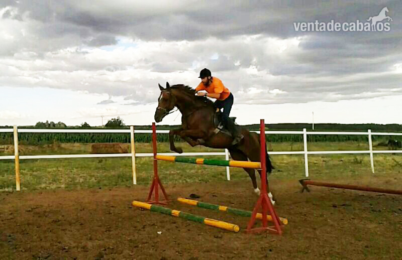 OBLA DI (SPA), excelente caballo PSI, 6 años, EN VENTA