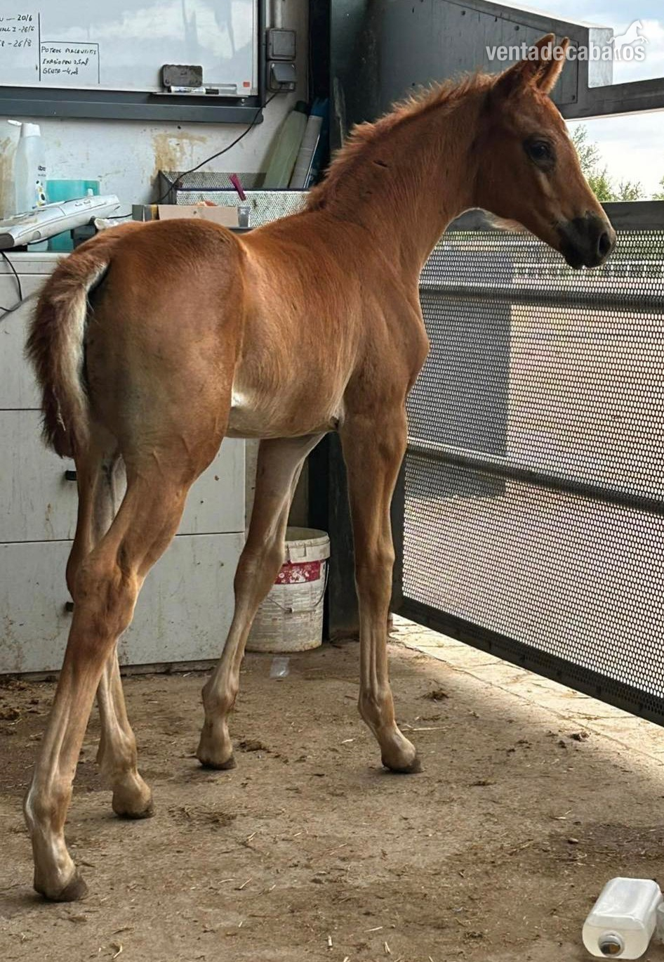Potra oldemburgo hija de Kjento - Potras Oldenburgo