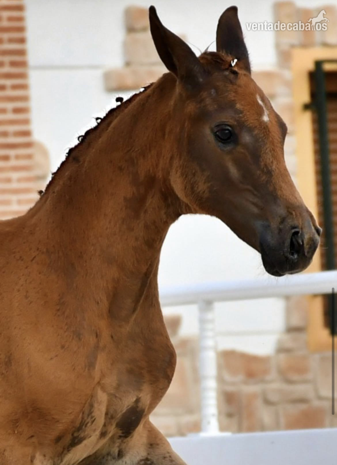 Potra oldemburgo hija de Kjento - Oldenburgo
