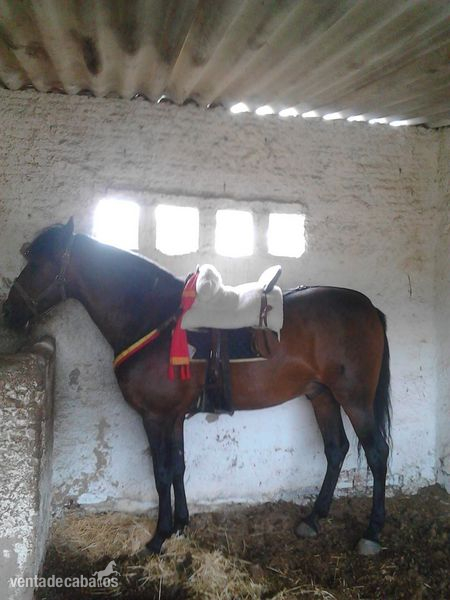 caballo en venta in 