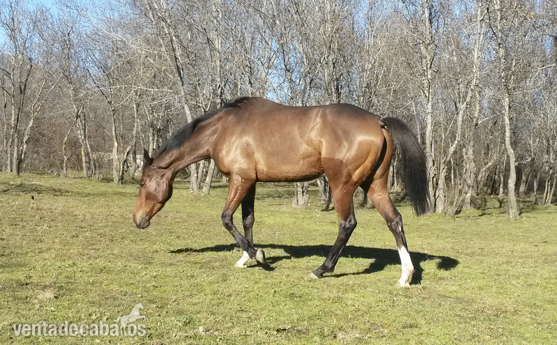AELITA (SPA), magnífica yegua PSI, 4 años, EN VENTA in 