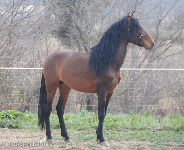 Caballos Pura Raza Española (P.R.E.) Pura Raza Española - Lote de Potros PRE castaños