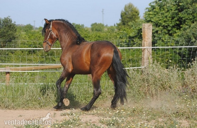 Lote de Potros PRE castaños in 