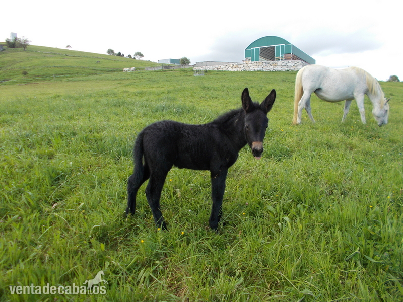 Appaloosa