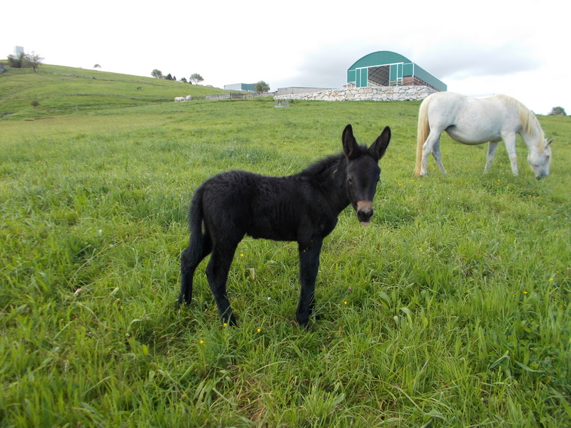 Appaloosa