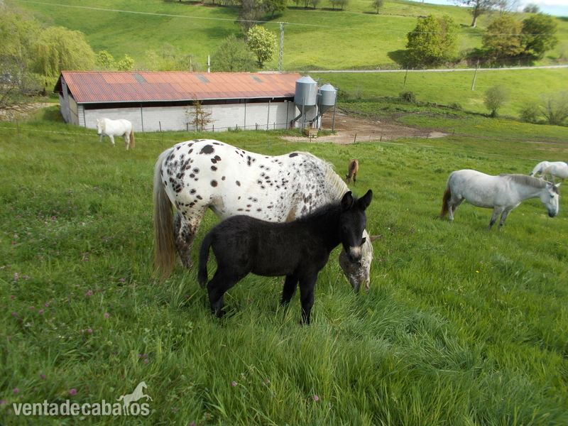 Appaloosa {TYPE}