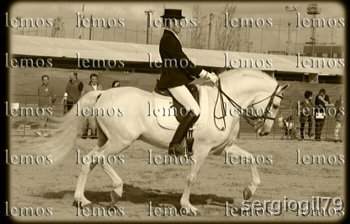 CABALLO PRE MUY BIEN DOMADO in 