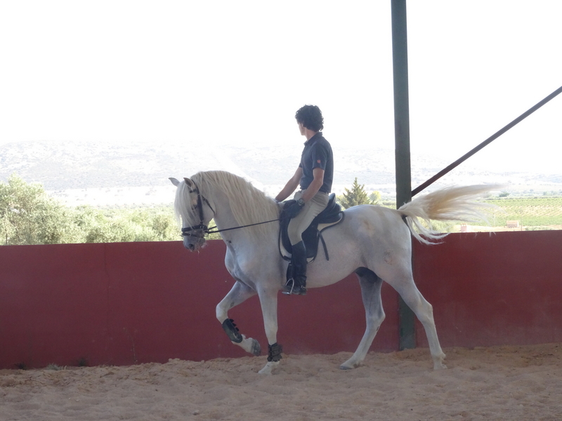 Caballos Pura Raza Española (P.R.E.) PRE - CABALLO PRE MUY BIEN DOMADO