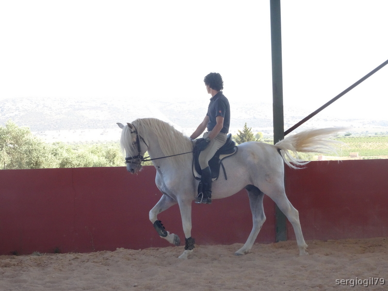 Caballos Pura Raza Española (P.R.E.) PRE - CABALLO PRE MUY BIEN DOMADO