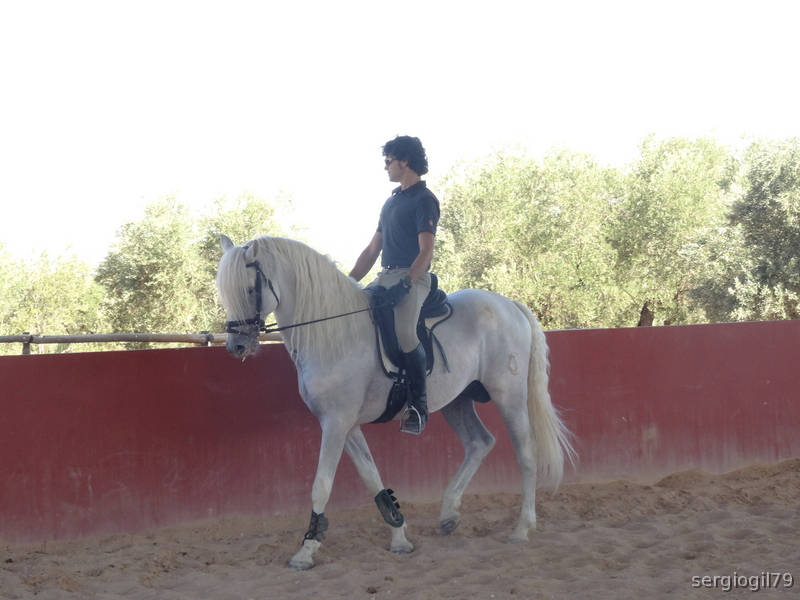 CABALLO PRE MUY BIEN DOMADO - Caballos Pura Raza Española (P.R.E.) PRE