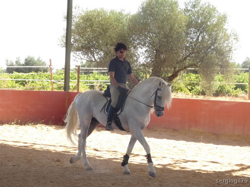 CABALLO PRE MUY BIEN DOMADO - PRE