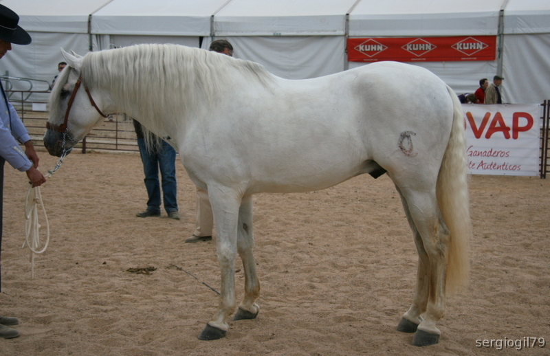 CABALLO PRE MUY BIEN DOMADO - Caballos Pura Raza Española (P.R.E.)
