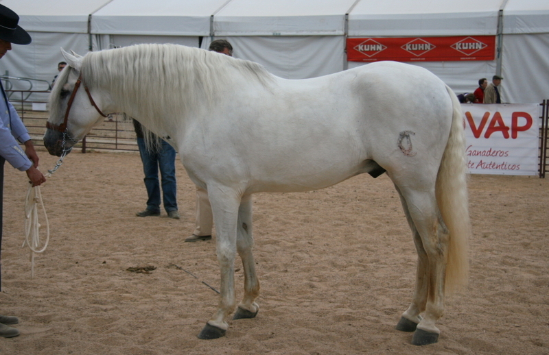 CABALLO PRE MUY BIEN DOMADO - Caballos Pura Raza Española (P.R.E.)