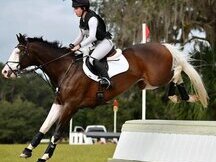 Joven y atractivo caballo castrado Holsteiner