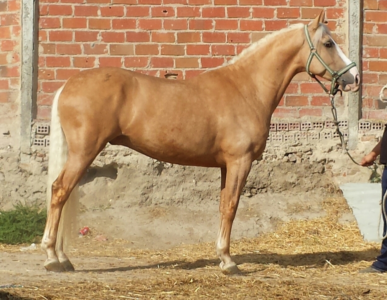 Lusitano