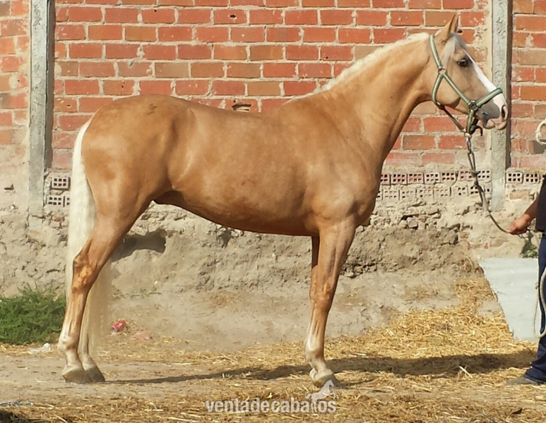 Lusitano
