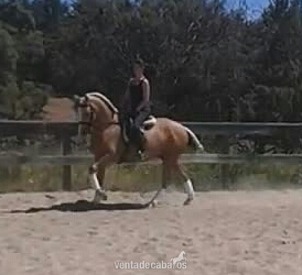 Lusitano {TYPE}
