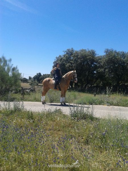 Caballos Pura Raza Española (P.R.E.) Lusitano - Perla montado para disfrutar