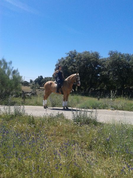 Caballos Pura Raza Española (P.R.E.) Lusitano - Perla montado para disfrutar
