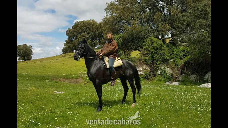 Anglo25% Arabe 75% hijo de Anwar Halifa - Anglo-árabe egipcio
