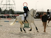 Caballo P.R.E sin carta