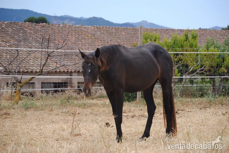 Caballos Pura Raza Española (P.R.E.) Pura Raza Española - LOTE PRE DE YEGUAS DE CRIA