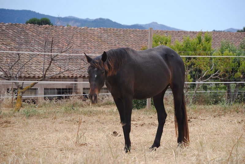 Caballos Pura Raza Española (P.R.E.) Pura Raza Española - LOTE PRE DE YEGUAS DE CRIA