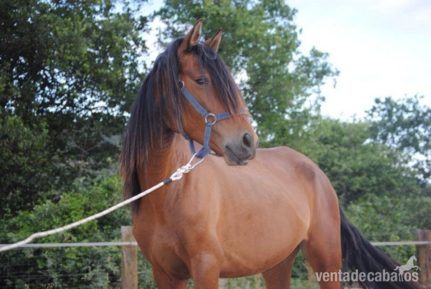 LOTE PRE DE YEGUAS DE CRIA in 