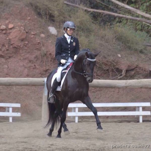 Venta precioso pony in 