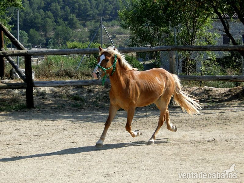 vendo caballo haflinger  in 