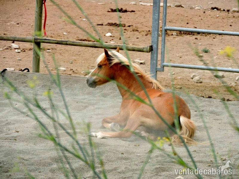 Haflinger