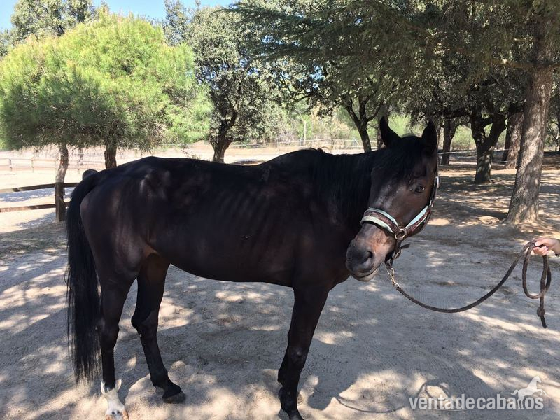 Caballo de Deporte Español (CDE) {TYPE}