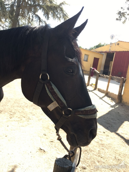 Yeguas Caballo de Deporte Español (CDE) - YEGUA CDE URGE VENTA