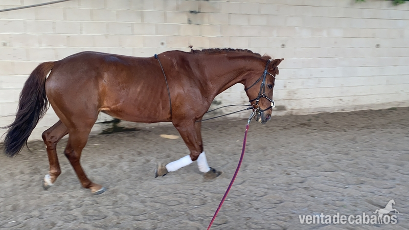 Caballo tres sangres in 