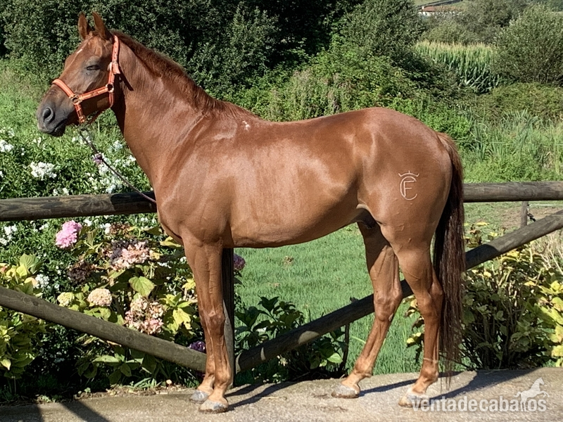 Tres sangres {TYPE}