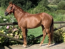 Caballo tres sangres