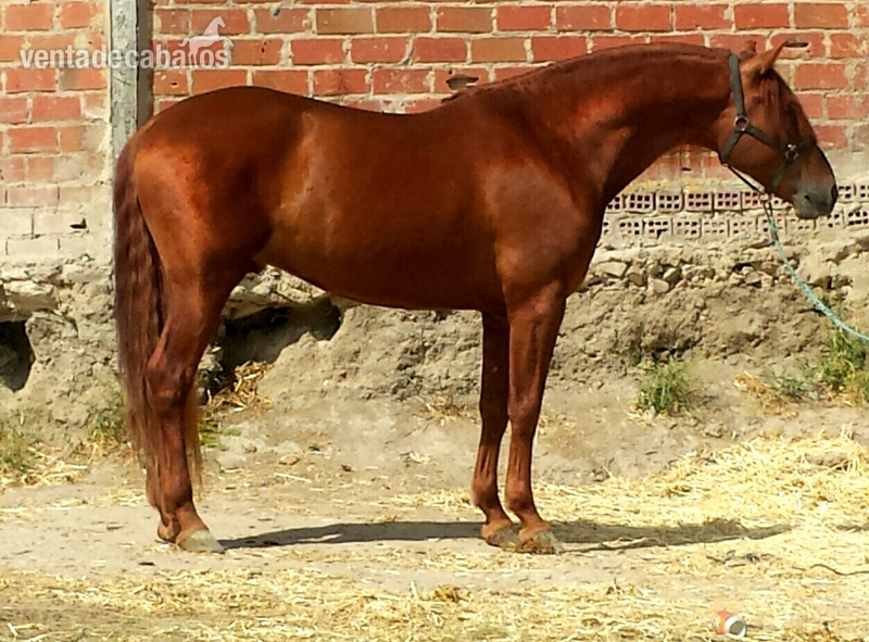 Caballos Pura Raza Española (P.R.E.) Pura Raza Española - Alazan pre magnífico BENZU IV